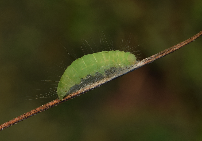 Bozzolo, pupa e adulto di Nycteola asiatica - Nolidae